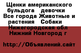 Щенки американского бульдога ( девочки) - Все города Животные и растения » Собаки   . Нижегородская обл.,Нижний Новгород г.